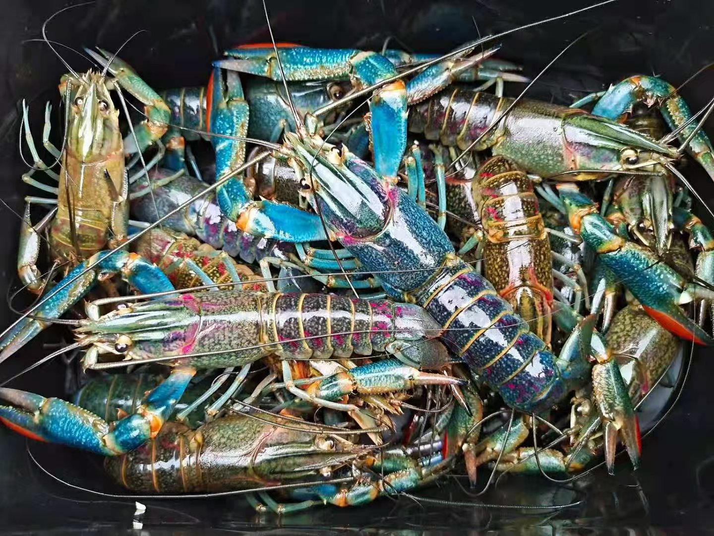 澳洲淡水龙虾